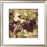 Buy Vintage Grape Vines II at AllPosters.com