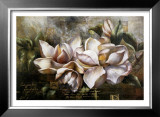 Dawning Magnolias