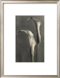 Buy Two Lilies II at AllPosters.com