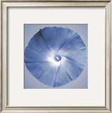 Buy Oceana Flora I at AllPosters.com