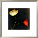 Buy Icelantic Poppies at AllPosters.com