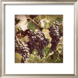 Buy Vintage Grape Vines I at AllPosters.com