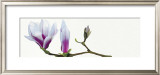 Buy Magnolia Solitaire at AllPosters.com