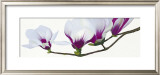 Buy Magnolia at AllPosters.com