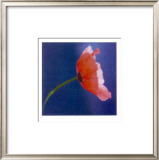 Buy Summer Colours I at AllPosters.com