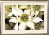 Star of Bethlehem Triptych