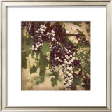 Buy Vintage Grape Vines IV at AllPosters.com