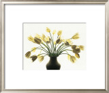 Buy White Tulips at AllPosters.com