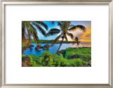 Buy Where Da Coconuts Grow at AllPosters.com