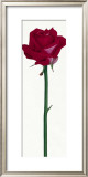 Buy Little Pink Rose at AllPosters.com