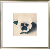 Buy Pansy at AllPosters.com