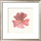 Buy Petales Roses I at AllPosters.com