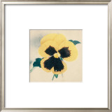 Buy Pansy at AllPosters.com