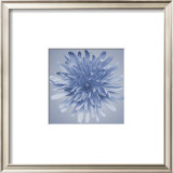 Buy Oceana Flora III at AllPosters.com