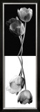 Buy Reverse Tulip Trio at AllPosters.com