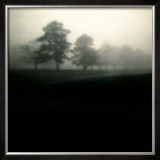 Buy Fog Tree Study II at AllPosters.com