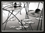 Lily Pads at Dusk