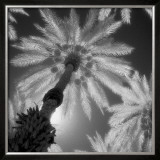 Buy Indian Wells at AllPosters.com