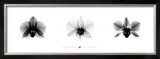Buy X-Ray Orchid Triptych at AllPosters.com