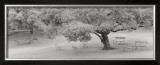 Buy Lakeside Park at AllPosters.com