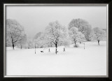 Prospect Park Trees