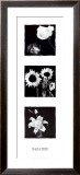 Buy Black and White at AllPosters.com