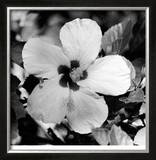 Buy Glory at AllPosters.com