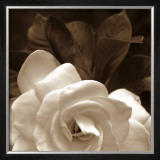 Buy Gardenia Garden at AllPosters.com
