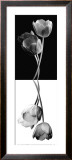 Buy Reverse Tulip Trio at AllPosters.com