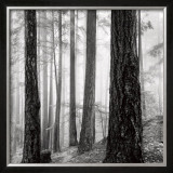 Buy Capilano Forest at AllPosters.com