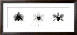 Buy X-Ray Orchid Triptych at AllPosters.com
