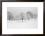 Prospect Park Trees Framed Art Print