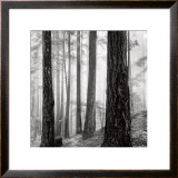 Buy Capilano Forest at AllPosters.com