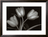 Buy Tulips at AllPosters.com