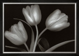 Buy Tulips at AllPosters.com