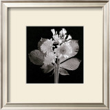 Zinnias