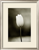 Buy Early Morning Tulip at AllPosters.com