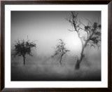Baume im Nebel II
