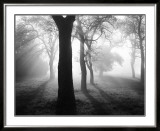 Baume im Nebel I