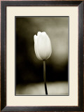 Buy Early Morning Tulip at AllPosters.com