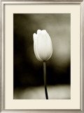 Buy Early Morning Tulip at AllPosters.com
