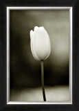 Buy Early Morning Tulip at AllPosters.com