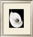 Calla
