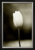 Buy Early Morning Tulip at AllPosters.com