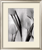 Buy Tulips on Ice at AllPosters.com