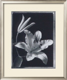 Buy Iris at AllPosters.com