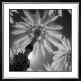 Buy Indian Wells at AllPosters.com