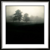 Buy Fog Tree Study II at AllPosters.com