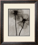 Buy Facing the Sun at AllPosters.com