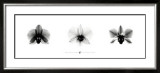 Buy X-Ray Orchid Triptych at AllPosters.com